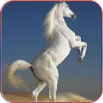 Horse Wallpapers 4K icon