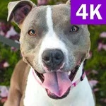 Pitbull Wallpapers Images of B icon
