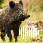 Hog, Pig & Boar Hunting Calls icon
