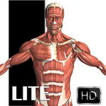 Visual Anatomy Lite icon