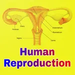 Human Reproduction icon