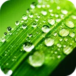 Rain Drops Sounds Videos icon