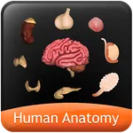 HumanAnatomy-Endocrine System icon