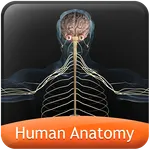 HumanAnatomy-NervousSystem icon