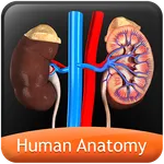 HumanAnatomy-UrinarySystem icon