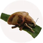 P-FOR INIA icon