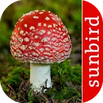 Mushroom Id: USA & Canada icon