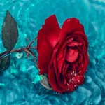 Red Rose Wallpaper icon