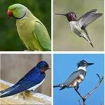 Bird identifier icon