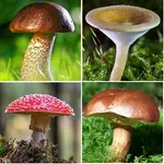 Mushroom identifier icon