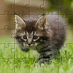 Kittens Jigsaw Puzzles icon