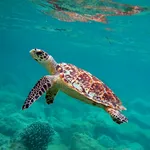 Hawksbill turtle icon