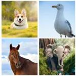 Guess The Animal Challenge icon