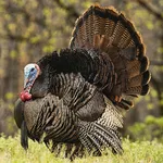 Turkey Calls Pro icon