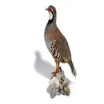 Red Partridge Call: Mating icon