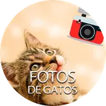 Fotos de gatos icon