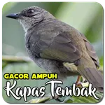 Masteran Kapas Tembak Ampuh icon