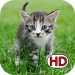 Kitten Wallpapers HD icon