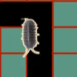 ダンゴムシの迷路 icon