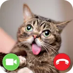 Cat Video Call Prank icon