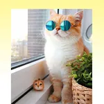 Cat Wallpaper icon