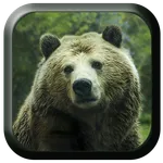 Bear Sounds icon