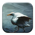 Crane Bird Sounds icon