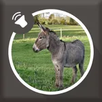 Donkey Sounds icon