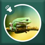 Frog Sounds icon