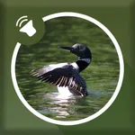 Loon Sounds icon