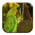 Parakeet Sounds icon