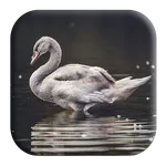 Swan Sounds icon