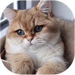 Fond d'écran chat 4K icon