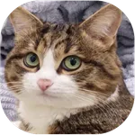 chat fond d'écran HD icon