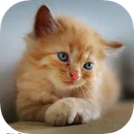 Kitten Wallpapers icon