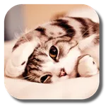 Lazy Cat Live Wallpaper icon