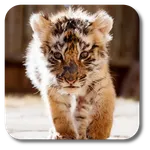 Little Tiger Live Wallpaper icon