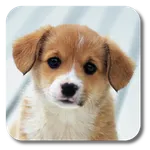 Puppies Live Wallpaper icon