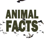 Animal Facts icon