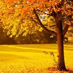 Beautiful Autumn Backgrounds icon