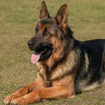 Dog German Shepherd Wallpapers icon