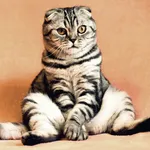 Cat Language Guide - Understan icon