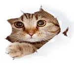 Myaww icon