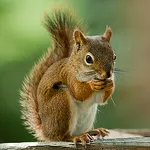 Talking Squirrel icon