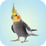 Cockatiel Sounds icon