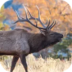 Elk Sounds icon