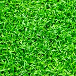 Grass Wallpapers icon