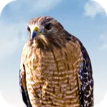 Hawk Sounds icon