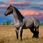 Horse Wallpapers icon