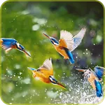 Imágenes de Naturaleza icon